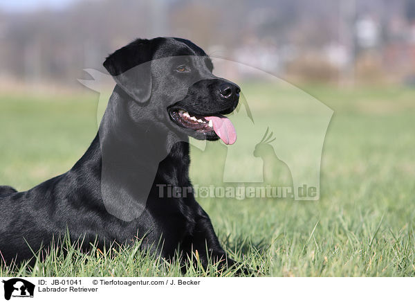 Labrador Retriever / Labrador Retriever / JB-01041