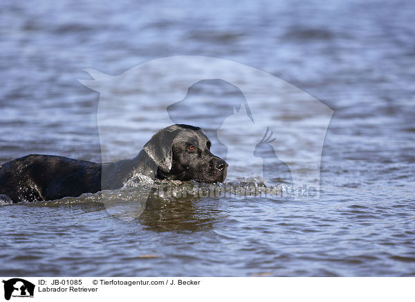 Labrador Retriever / Labrador Retriever / JB-01085