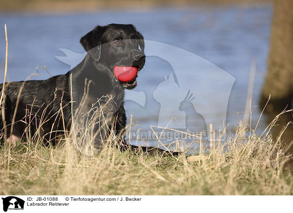 Labrador Retriever / Labrador Retriever / JB-01088