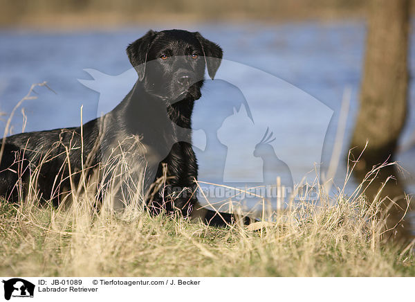 Labrador Retriever / Labrador Retriever / JB-01089