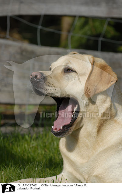 Labrador Portrait / AP-02742
