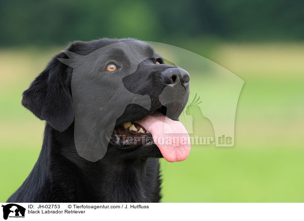 schwarzer Labrador Retriever / black Labrador Retriever / JH-02753