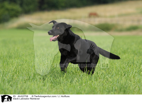 schwarzer Labrador Retriever / black Labrador Retriever / JH-02758