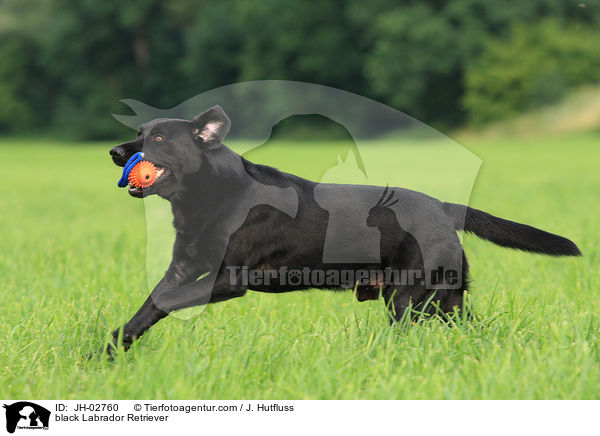 schwarzer Labrador Retriever / black Labrador Retriever / JH-02760