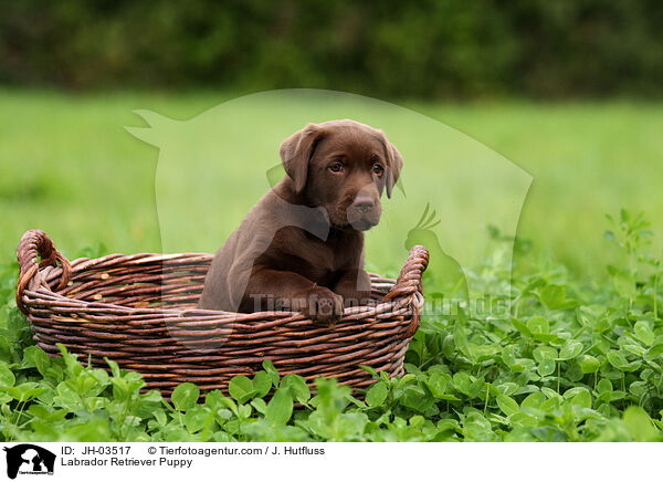 Labrador Retriever Puppy / JH-03517