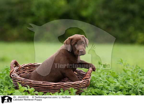 Labrador Retriever Puppy / JH-03518