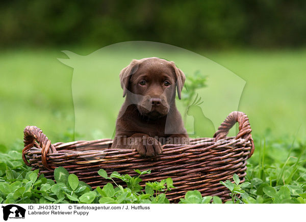 Labrador Retriever Puppy / JH-03521