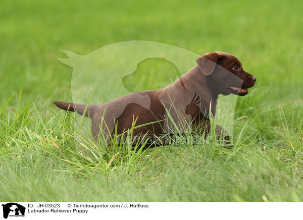 Labrador Retriever Puppy / JH-03523