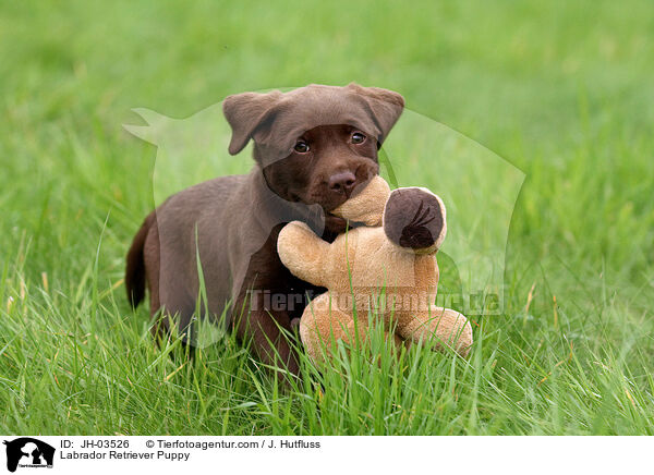 Labrador Retriever Puppy / JH-03526