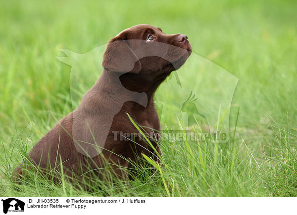 Labrador Retriever Puppy / JH-03535