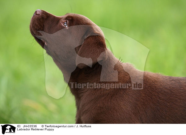 Labrador Retriever Puppy / JH-03536