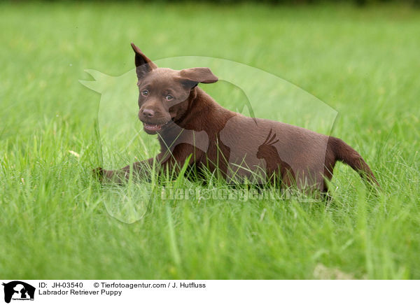 Labrador Retriever Puppy / JH-03540