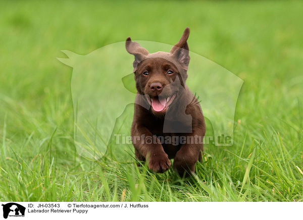 Labrador Retriever Puppy / JH-03543