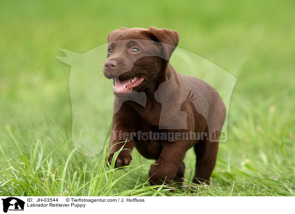 Labrador Retriever Puppy / JH-03544
