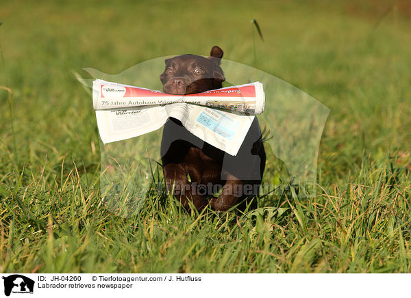 Labrador apportiert Zeitung / Labrador retrieves newspaper / JH-04260