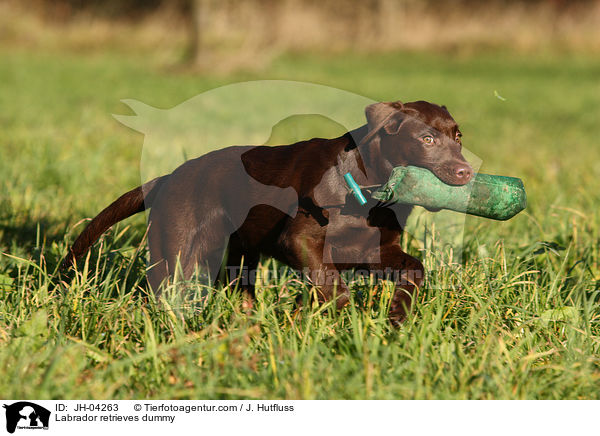 Labrador retrieves dummy / JH-04263