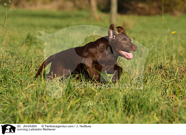 running Labrador Retriever / JH-04264