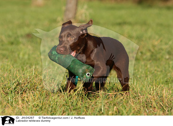Labrador retrieves dummy / JH-04267