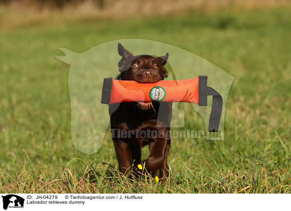 Labrador retrieves dummy / JH-04279