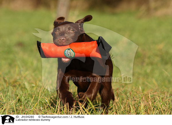 Labrador retrieves dummy / JH-04280