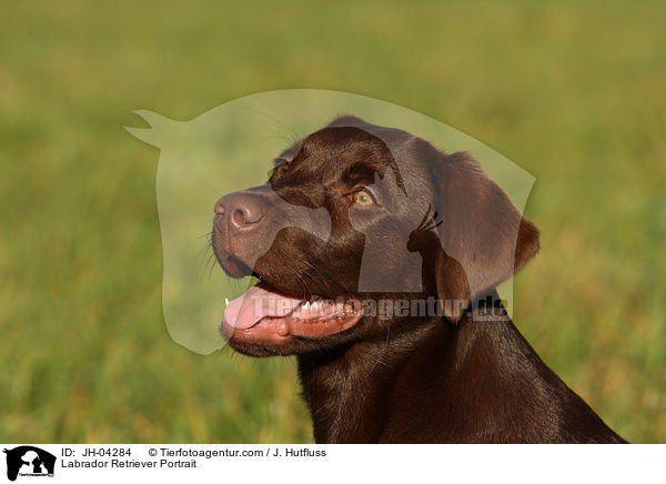 Labrador Retriever Portrait / JH-04284