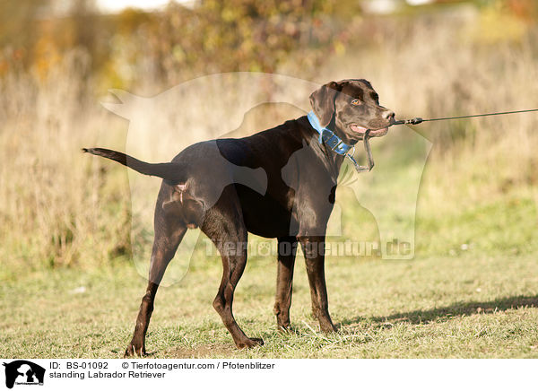 stehender Labrador Retriever / standing Labrador Retriever / BS-01092