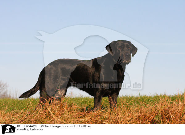 standing Labrador / JH-04420