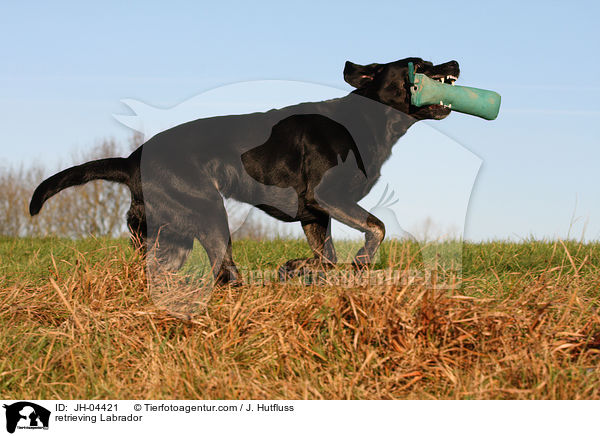 Labrador beim apportieren / retrieving Labrador / JH-04421