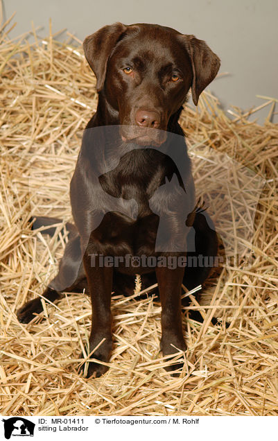 sitzender Labrador / sitting Labrador / MR-01411