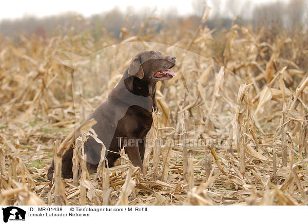 female Labrador Retriever / MR-01438