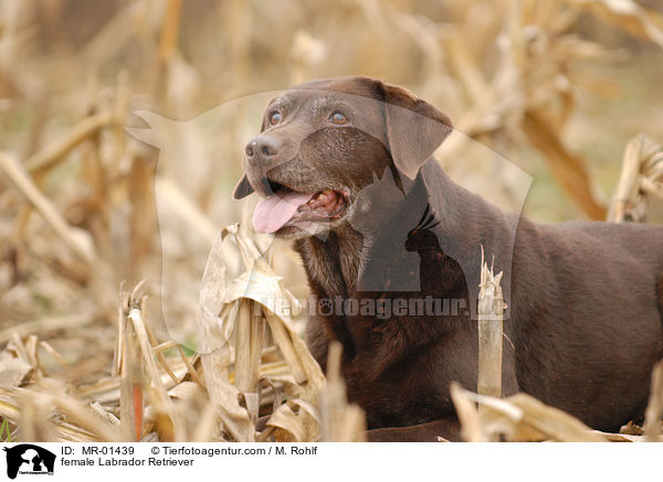 Labrador Retriever Hndin / female Labrador Retriever / MR-01439