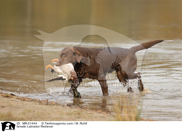 female Labrador Retriever / MR-01444
