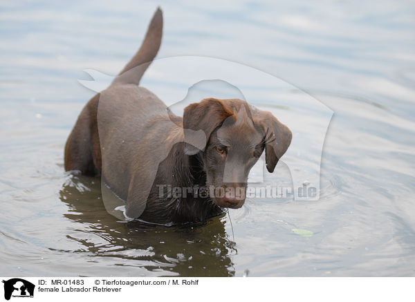 female Labrador Retriever / MR-01483