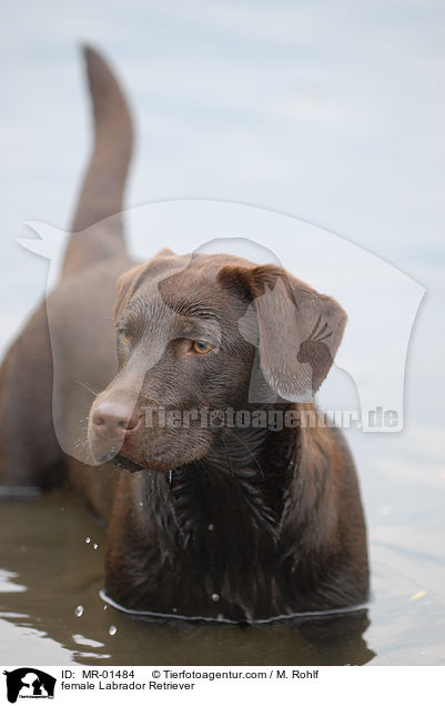 female Labrador Retriever / MR-01484