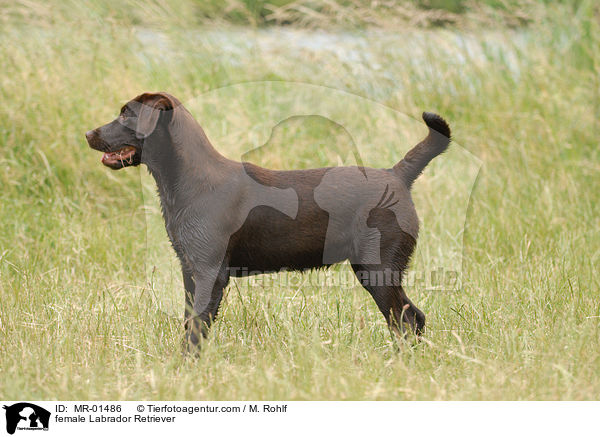 female Labrador Retriever / MR-01486