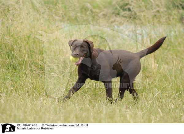 female Labrador Retriever / MR-01488