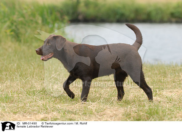 female Labrador Retriever / MR-01490