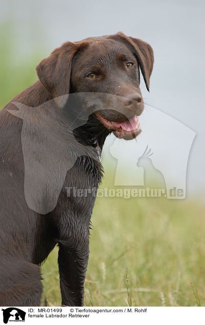female Labrador Retriever / MR-01499