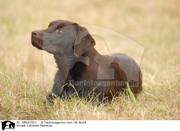 female Labrador Retriever / MR-01501