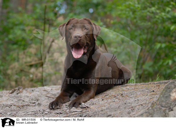 brown Labrador / MR-01506