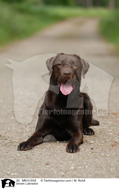 brown Labrador / MR-01509