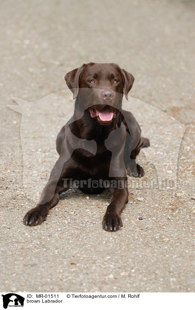 brown Labrador / MR-01511