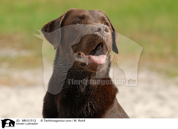 brown Labrador / MR-01512