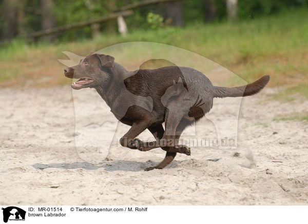 brown Labrador / MR-01514