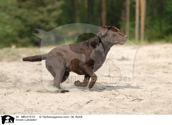 brown Labrador / MR-01515