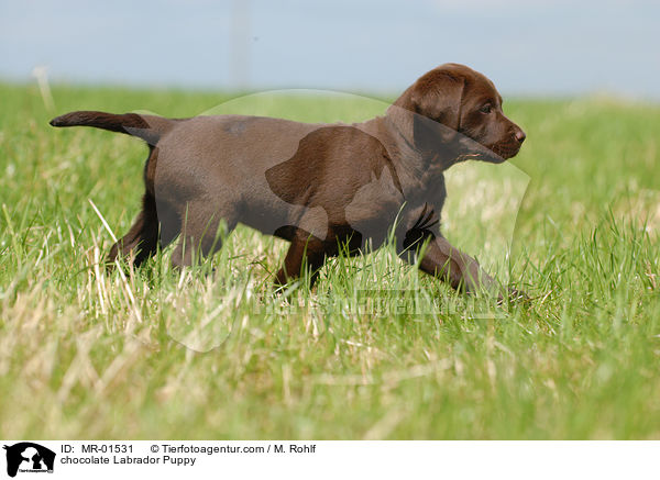 chocolate Labrador Puppy / MR-01531