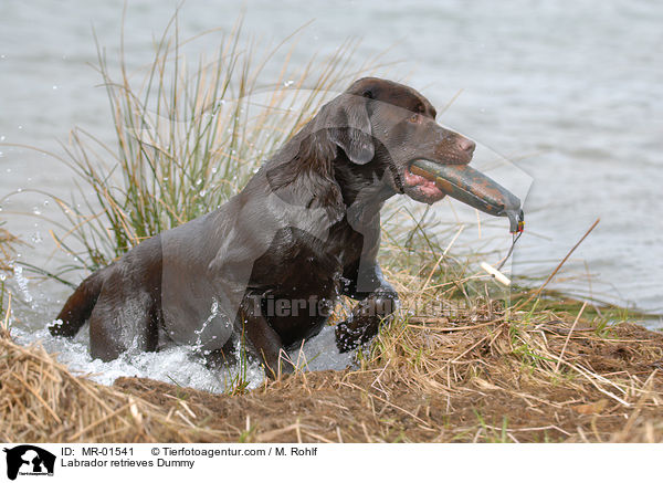 Labrador retrieves Dummy / MR-01541