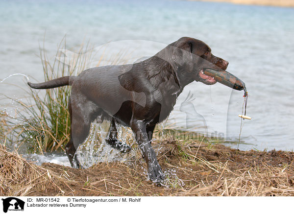 Labrador retrieves Dummy / MR-01542