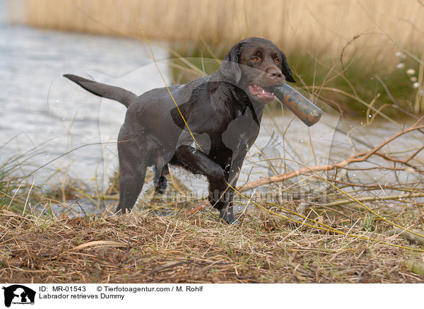 Labrador retrieves Dummy / MR-01543