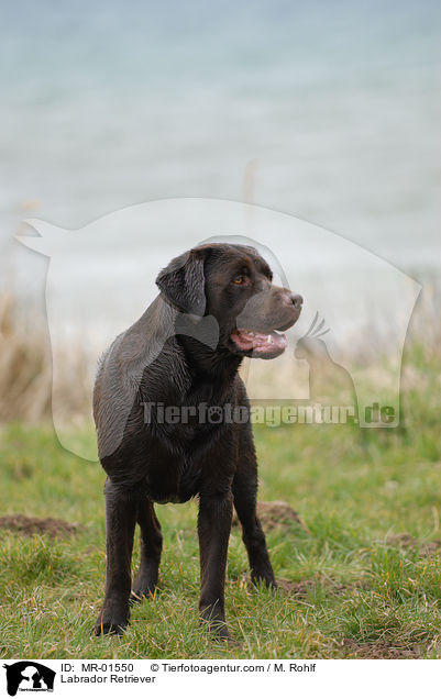 Labrador Retriever / Labrador Retriever / MR-01550